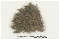 藏品(柳葉苔科)的圖片